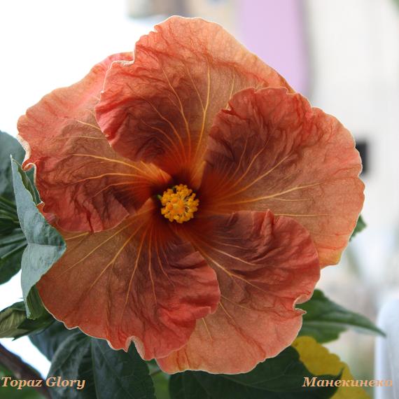 IMG_2487Topaz Glory 190909 1.jpg