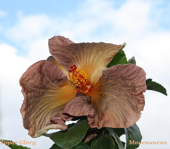 IMG_2491Topaz Glory 190909 2.jpg