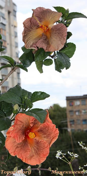 IMG_2509Topaz Glory 190909 3.jpg