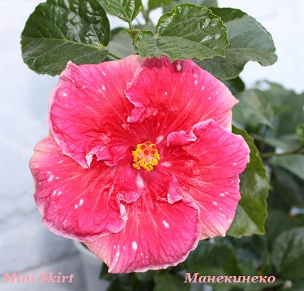 IMG_2438Double Mini Skirt 2.jpg