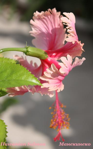 IMG_2478 Hawanian Salmon 5.jpg