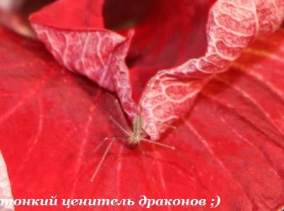 IMG_2516 тонкий ценитель драконов.jpg