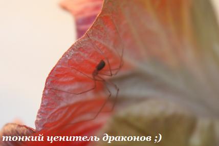 IMG_2517 тонкий ценитель драконов 2.jpg