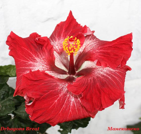 IMG_2533 Drhagons Breat     210909.jpg