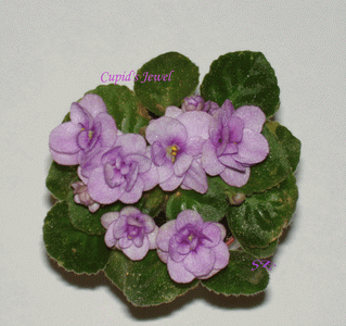 Cupid's Jewel<br /><br /><br /><br />Cupid's Jewel<br /><br /><br /><br />Cupid's Jewel