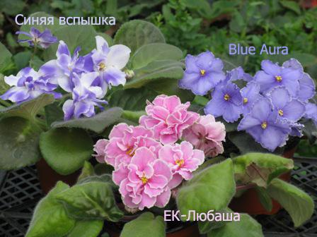 Вспышка, ЕК-Любаша, Blue Aura.jpg