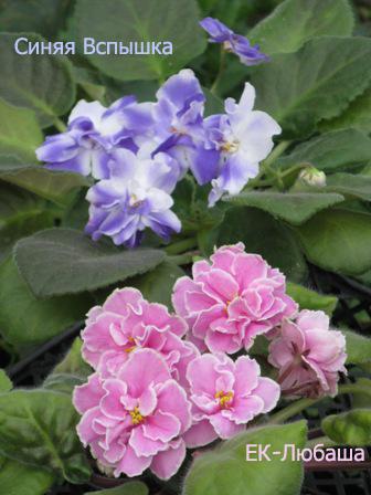 Вспышка и ЕК-Любаша.jpg