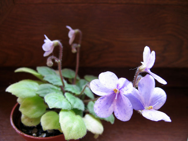 Rob's Miriwini трейлер.jpg