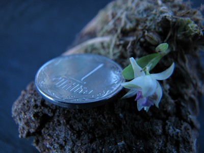 dendrobium garettii