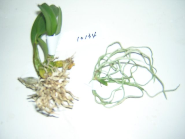 Dendr.lindleyi -10 бульбочек  и шилошиста с листиком