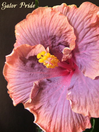 Gator Pride_3_1.jpg