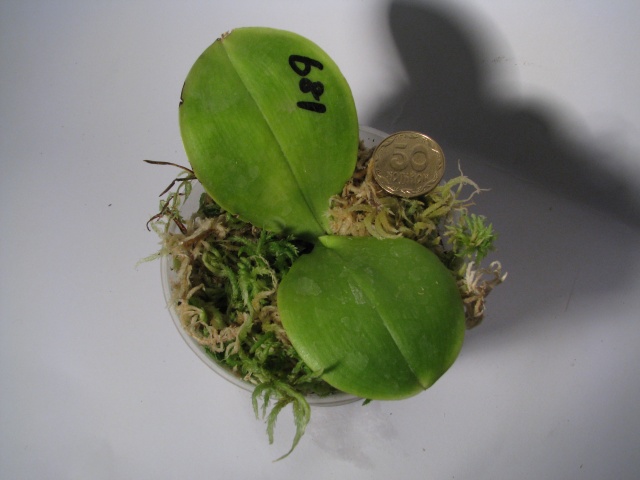 P. Princess Kaiulani (Hybrid)