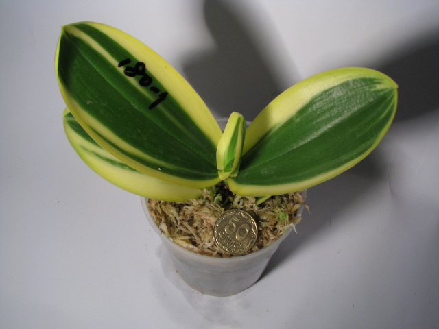 P. Amabilis 'ORCHIS' (Variegated Leaves)