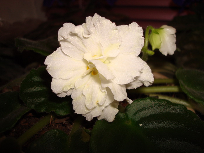 DSC02603_новый размер.JPG