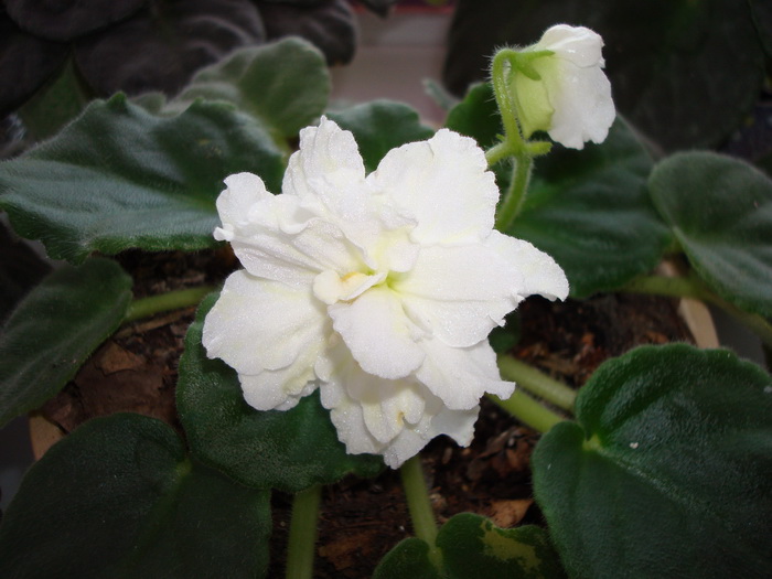 DSC02617_новый размер.JPG