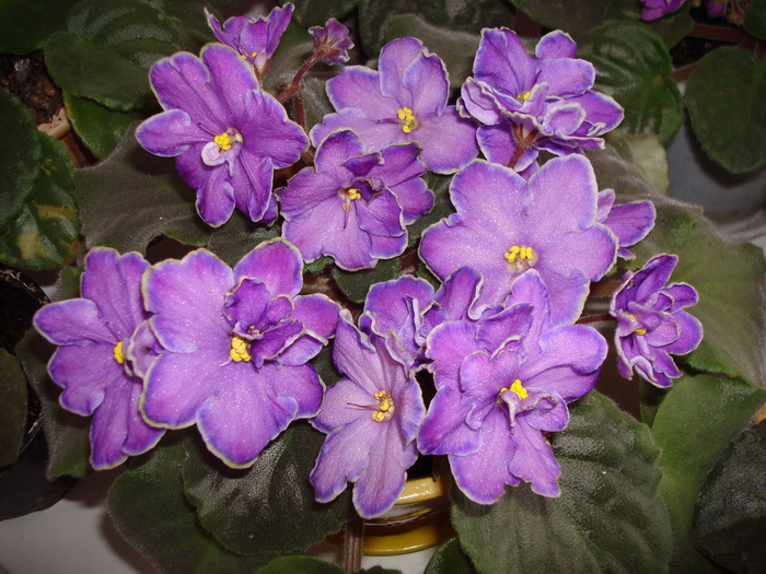 DSC02620_новый размер.JPG