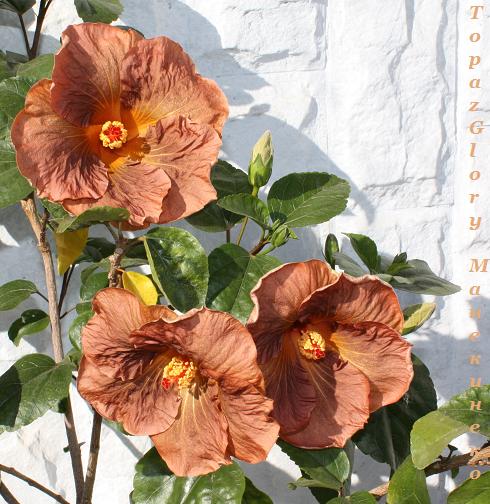 Topaz Glory   021009.jpg