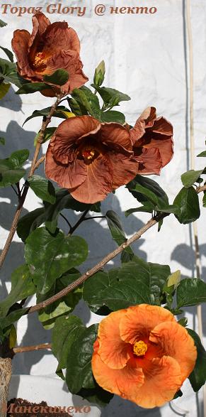 Topaz Glory  @ некто.jpg