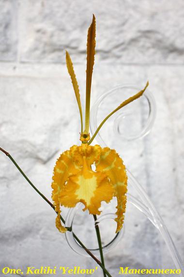 Onc. Kalihi 'Yellow'.jpg