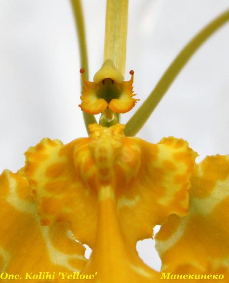 Onc. Kalihi 'Yellow' мордочка.jpg