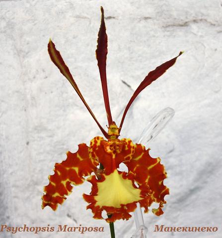 Psychopsis Mariposa.jpg