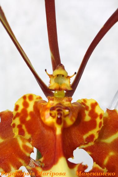 Psychopsis Mariposa клыки.jpg