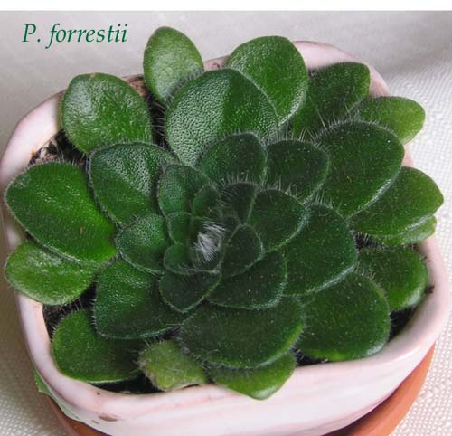 P.forrestii.jpg