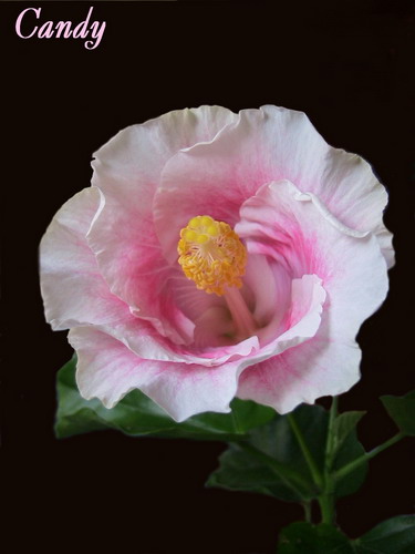 Candy 001_1.jpg