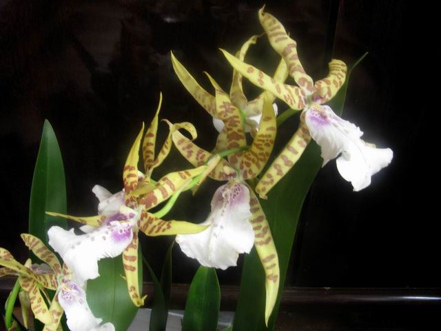 copy GG IMG_1163.JPG