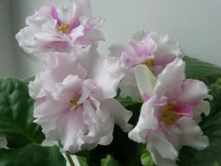 ЕК-Жемчужный Зефир