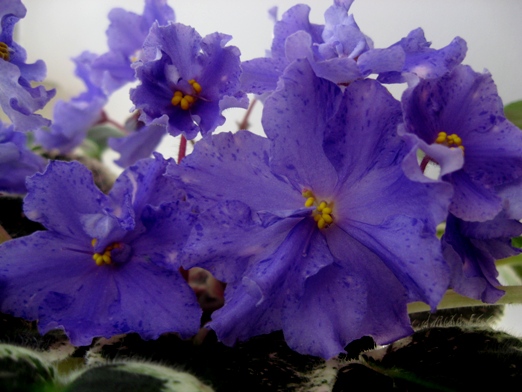 ЕК-Ситцевая Свадьба