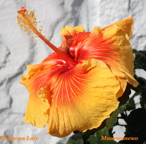 Dragons Lair         051009.jpg