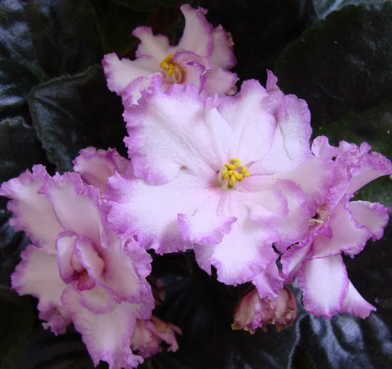 ЕК-Весенняя Акварель