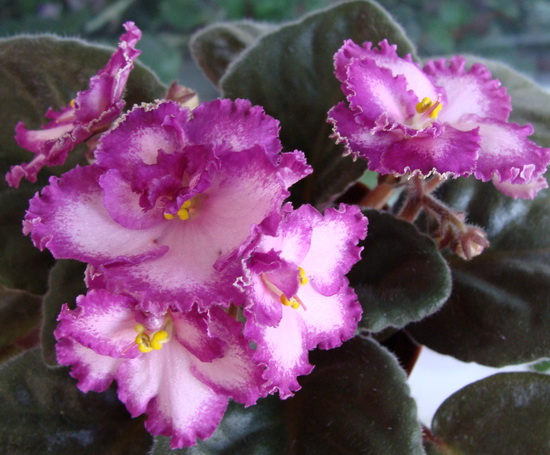 Okie Easter Bunny (J. Cochran)