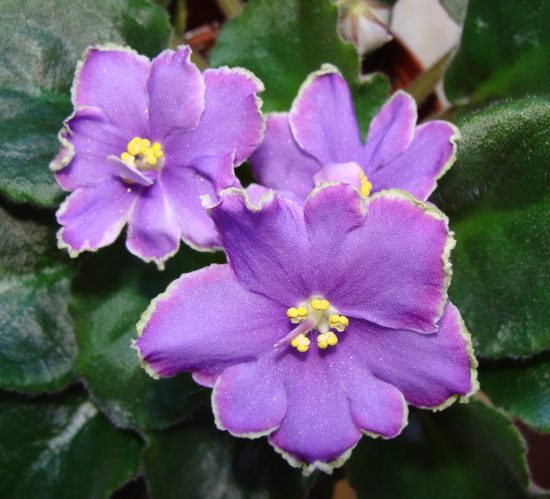 Special Treat (Sorano)