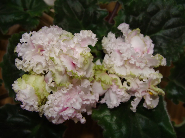 Irish Cream (S. Sorano)