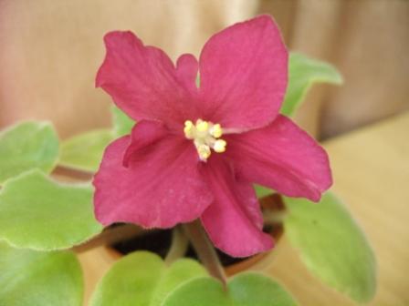 ЕК-Бой Быков