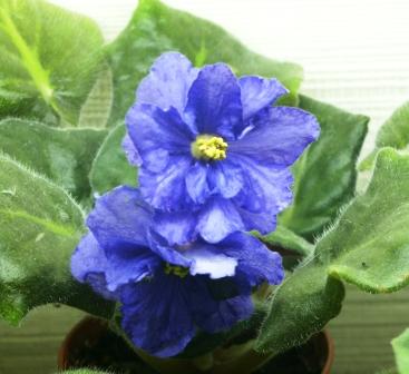 ЕК-Владимир