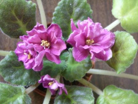 ЕК-Джоконда