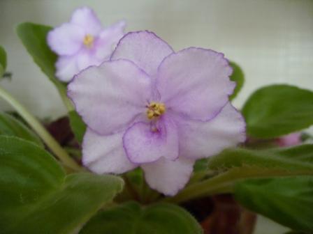 ЕК-Кружевные Зонтики