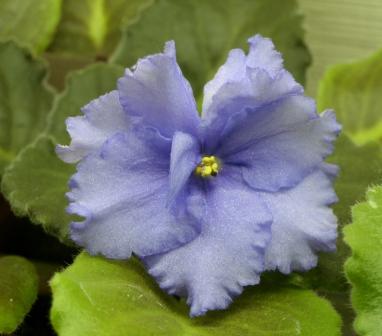 ЕК-Птица Счастья