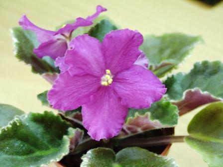 ЕК-Дама Сердца