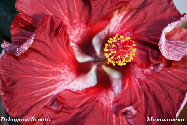 Drhagons Breath     71009 1.jpg