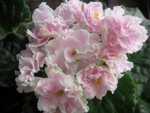 Розовая Пантера