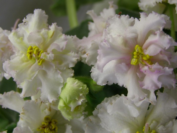 -Солнечная Девочка.jpg