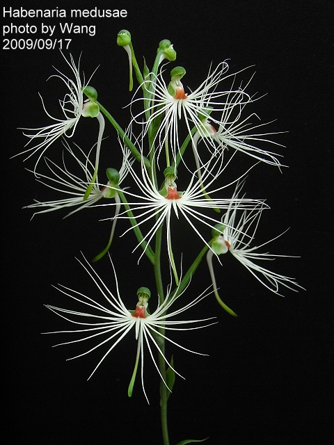 habenariamedusae1.jpg