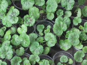 это в начале июня