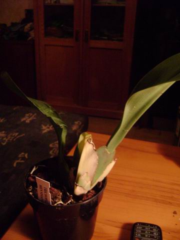 copy Tr Hen DSC08207.JPG