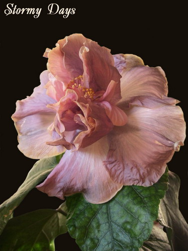 Stormy Days 005.jpg
