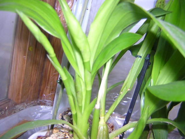 3 цветочных стрелки + еще одна